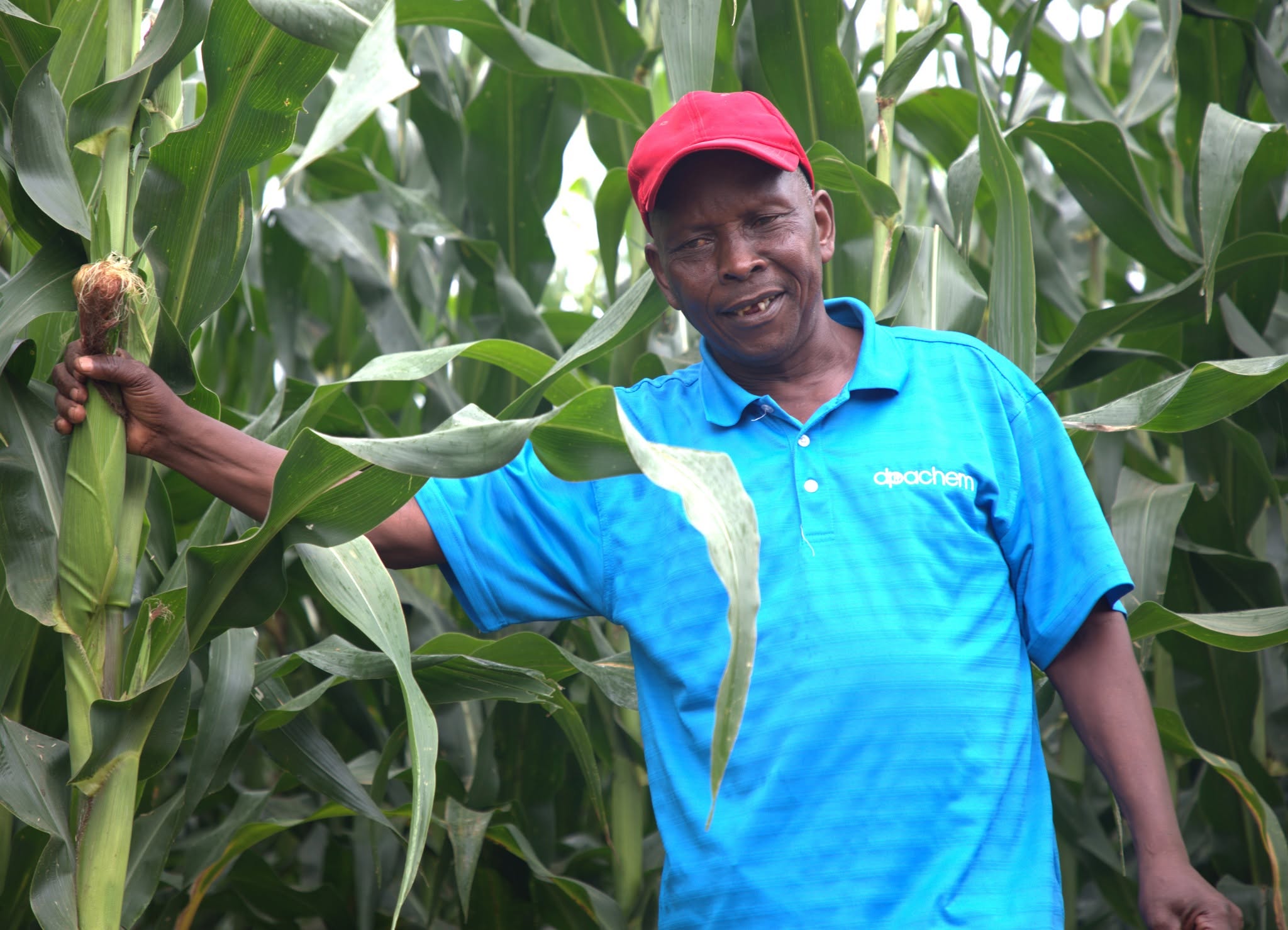 Subsidized Farm Inputs Overcoming Food Insecurity, Boosting Incomes